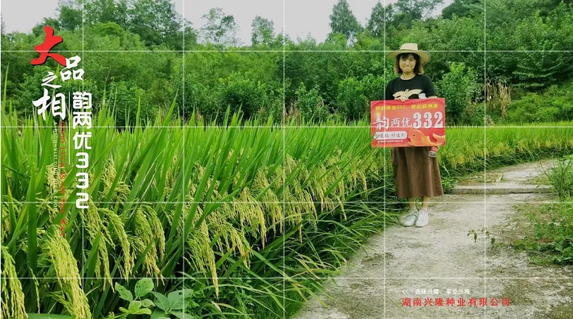 “煙花”臺(tái)風(fēng)即將來(lái)襲，注意防范，加強(qiáng)水稻田間管理 