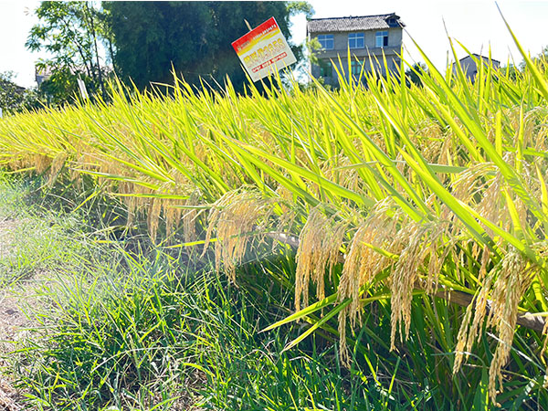 麟兩優(yōu)3858 麟兩優(yōu)3858