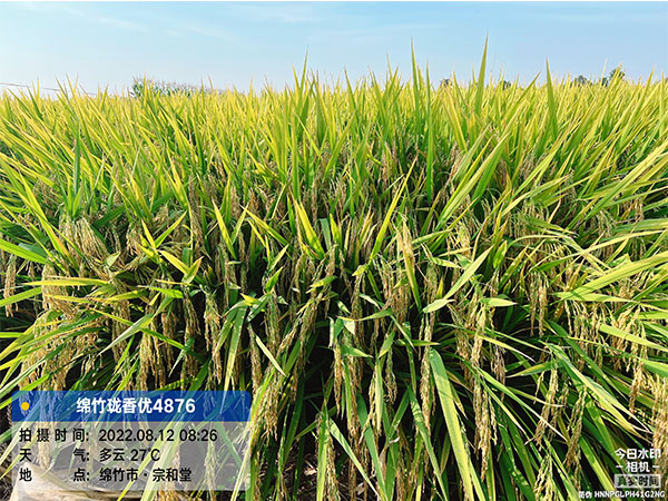 瓏香優(yōu)4876 瓏香優(yōu)4876