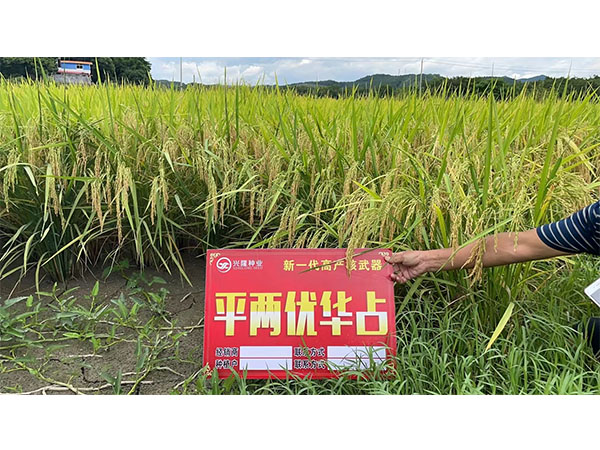 平兩優(yōu)華占 平兩優(yōu)華占