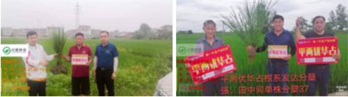 湖南興隆種業(yè)有限公司,長沙稻谷種植與銷售,長沙農(nóng)作物品種的選育,長沙農(nóng)業(yè)病蟲害防治服務(wù)