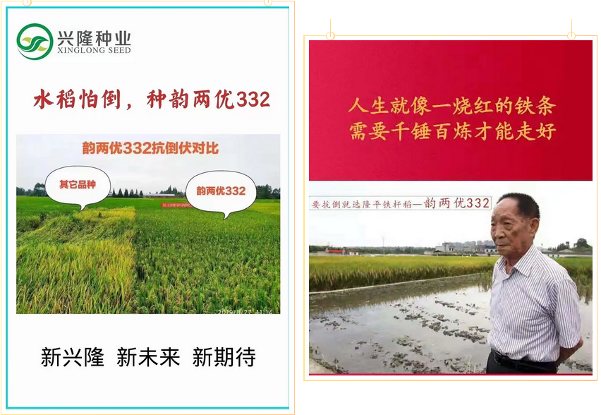 湖南興隆種業(yè)有限公司,長沙稻谷種植與銷售,長沙農(nóng)作物品種的選育,長沙農(nóng)業(yè)病蟲害防治服務(wù)