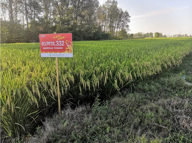 湖南興隆種業(yè)有限公司,長沙稻谷種植與銷售,長沙農(nóng)作物品種的選育,長沙農(nóng)業(yè)病蟲害防治服務(wù)