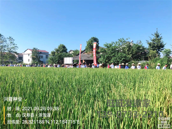 湖南興隆種業(yè)有限公司,長(zhǎng)沙稻谷種植與銷(xiāo)售,長(zhǎng)沙農(nóng)作物品種的選育,長(zhǎng)沙農(nóng)業(yè)病蟲(chóng)害防治服務(wù) 湖南興隆種業(yè)有限公司,長(zhǎng)沙稻谷種植與銷(xiāo)售,長(zhǎng)沙農(nóng)作物品種的選育,長(zhǎng)沙農(nóng)業(yè)病蟲(chóng)害防治服務(wù)