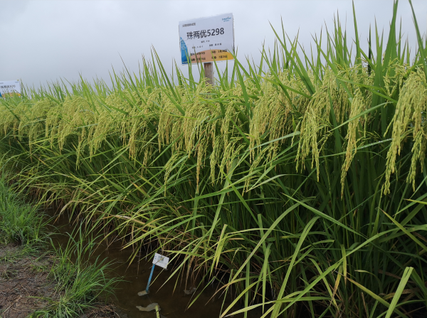 湖南興隆種業(yè)有限公司,長沙稻谷種植與銷售,長沙農(nóng)作物品種的選育,長沙農(nóng)業(yè)病蟲害防治服務