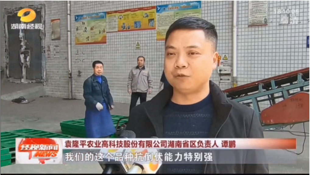 湖南興隆種業(yè)有限公司,長(zhǎng)沙稻谷種植與銷售,長(zhǎng)沙農(nóng)作物品種的選育,長(zhǎng)沙農(nóng)業(yè)病蟲害防治服務(wù)