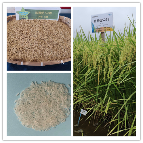 湖南興隆種業(yè)有限公司,長(zhǎng)沙稻谷種植與銷售,長(zhǎng)沙農(nóng)作物品種的選育,長(zhǎng)沙農(nóng)業(yè)病蟲(chóng)害防治服務(wù) 湖南興隆種業(yè)有限公司,長(zhǎng)沙稻谷種植與銷售,長(zhǎng)沙農(nóng)作物品種的選育,長(zhǎng)沙農(nóng)業(yè)病蟲(chóng)害防治服務(wù)