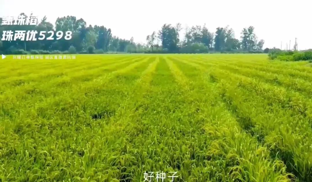 湖南興隆種業(yè)有限公司,長(zhǎng)沙稻谷種植與銷售,長(zhǎng)沙農(nóng)作物品種的選育,長(zhǎng)沙農(nóng)業(yè)病蟲害防治服務(wù) 湖南興隆種業(yè)有限公司,長(zhǎng)沙稻谷種植與銷售,長(zhǎng)沙農(nóng)作物品種的選育,長(zhǎng)沙農(nóng)業(yè)病蟲害防治服務(wù)