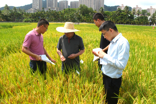 湖南興隆種業(yè)有限公司,長沙稻谷種植與銷售,長沙農(nóng)作物品種的選育,長沙農(nóng)業(yè)病蟲害防治服務(wù)