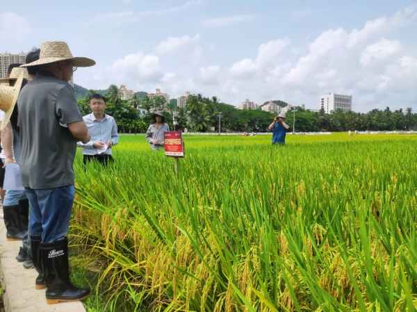 湖南興隆種業(yè)有限公司,長沙稻谷種植與銷售,長沙農(nóng)作物品種的選育,長沙農(nóng)業(yè)病蟲害防治服務(wù)