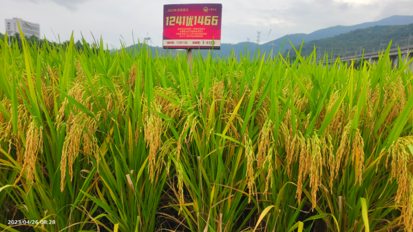 湖南興隆種業(yè)有限公司,長沙稻谷種植與銷售,長沙農(nóng)作物品種的選育,長沙農(nóng)業(yè)病蟲害防治服務(wù)