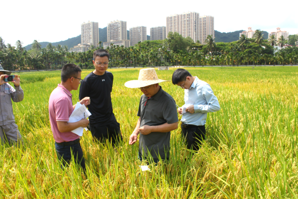 湖南興隆種業(yè)有限公司,長沙稻谷種植與銷售,長沙農(nóng)作物品種的選育,長沙農(nóng)業(yè)病蟲害防治服務(wù)
