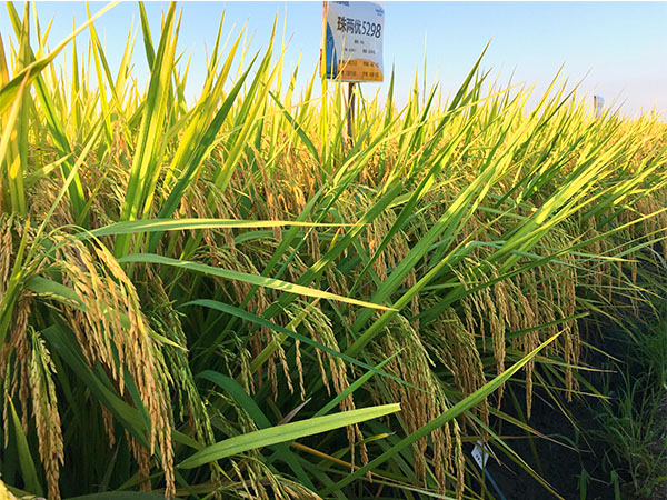 湖南興隆種業(yè)有限公司,長沙稻谷種植與銷售,長沙農(nóng)作物品種的選育,長沙農(nóng)業(yè)病蟲害防治服務(wù)