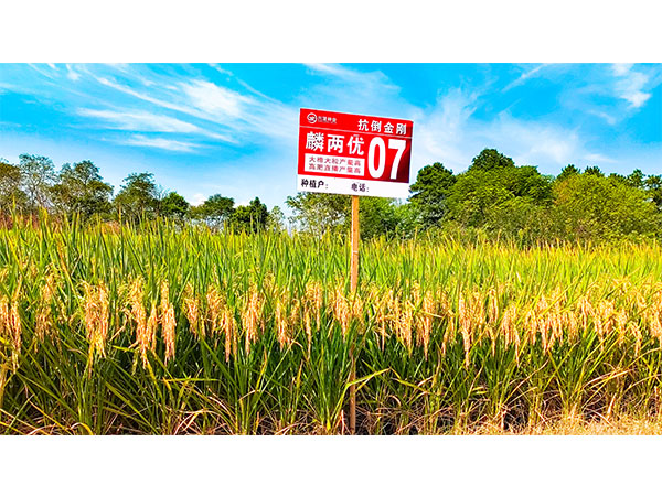 湖南興隆種業(yè)有限公司,長沙稻谷種植與銷售,長沙農作物品種的選育,長沙農業(yè)病蟲害防治服務