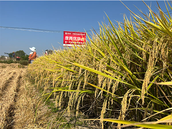 湖南興隆種業(yè)有限公司,長沙稻谷種植與銷售,長沙農(nóng)作物品種的選育,長沙農(nóng)業(yè)病蟲害防治服務(wù)