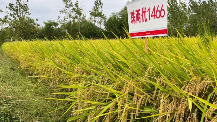 湖南興隆種業(yè)有限公司,長沙稻谷種植與銷售,長沙農(nóng)作物品種的選育,長沙農(nóng)業(yè)病蟲害防治服務(wù) 湖南興隆種業(yè)有限公司,長沙稻谷種植與銷售,長沙農(nóng)作物品種的選育,長沙農(nóng)業(yè)病蟲害防治服務(wù)