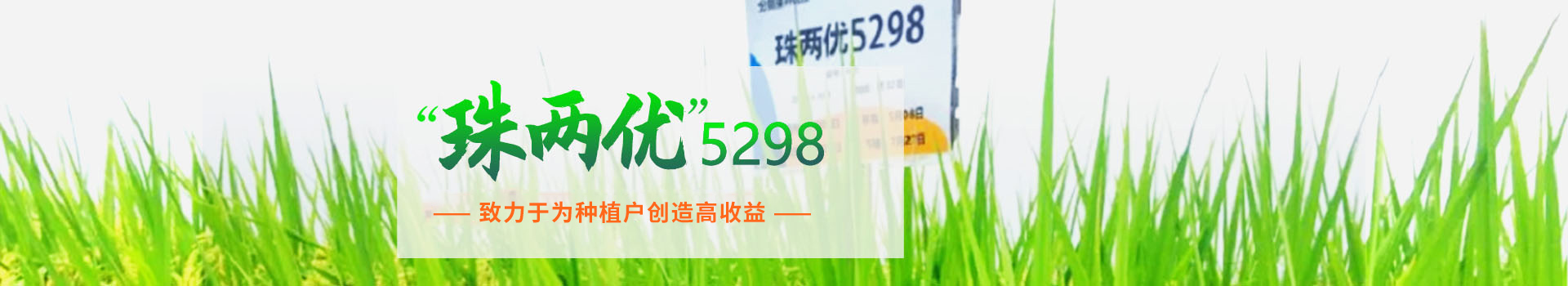 湖南興隆種業(yè)有限公司_長沙稻谷種植與銷售|長沙農(nóng)作物品種的選育 湖南興隆種業(yè)有限公司_長沙稻谷種植與銷售|長沙農(nóng)作物品種的選育