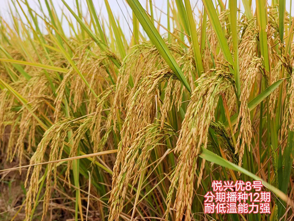 湖南興隆種業(yè)有限公司,長(zhǎng)沙稻谷種植與銷售,長(zhǎng)沙農(nóng)作物品種的選育,長(zhǎng)沙農(nóng)業(yè)病蟲(chóng)害防治服務(wù)