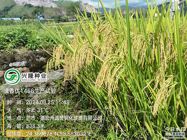 湖南興隆種業(yè)有限公司,長沙稻谷種植與銷售,長沙農(nóng)作物品種的選育,長沙農(nóng)業(yè)病蟲害防治服務(wù)