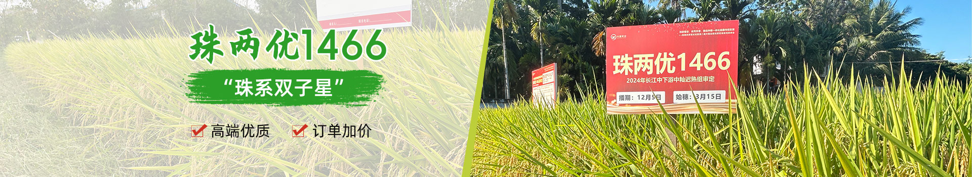 湖南興隆種業(yè)有限公司_長沙稻谷種植與銷售|長沙農(nóng)作物品種的選育 湖南興隆種業(yè)有限公司_長沙稻谷種植與銷售|長沙農(nóng)作物品種的選育