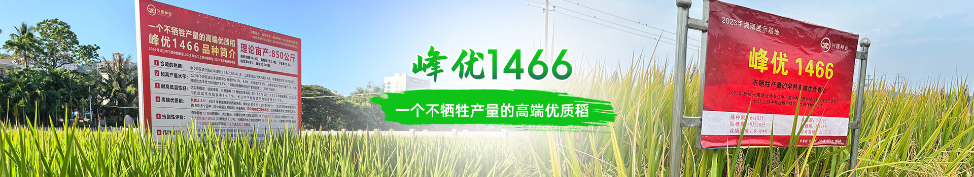 湖南興隆種業(yè)有限公司_長沙稻谷種植與銷售|長沙農(nóng)作物品種的選育 湖南興隆種業(yè)有限公司_長沙稻谷種植與銷售|長沙農(nóng)作物品種的選育